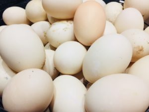 Duck Eggs 200PCS